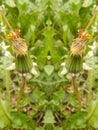 Seeing double wilted flower buds Royalty Free Stock Photo