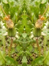 Seeing double wilted flower buds Royalty Free Stock Photo