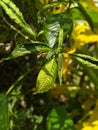 Seeing a Green leaf in the garden