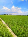 Seeing the Rice Fields Royalty Free Stock Photo