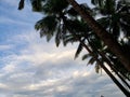 Beautiful coconut trees and the blue sky Royalty Free Stock Photo