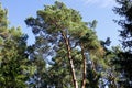 Seeing tall pines when you look up