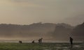 Seekers seaweed on the beach soemandeng kidul mountain.