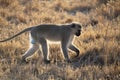 Seeking dinner at dusk