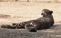 Cheetah resting, looking backwards