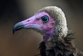 Seelctive focus shot of a hooded vulture face