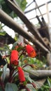 Seemannia Sylvatica Flower