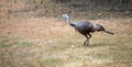 A wild turkey strolls across the back yard Royalty Free Stock Photo