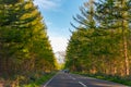 Seemingly endless asphalt road during sunset. row of trees along the country road in the countryside Royalty Free Stock Photo