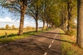Seemingly endless curved country road with tall trees on both si Royalty Free Stock Photo