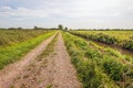 Seemingly endless long straight sand path paved with quarry stone