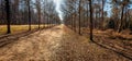 Seemingly endless path in a Dutch forest Royalty Free Stock Photo