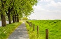 Seemingly endless path next to a row of trees Royalty Free Stock Photo