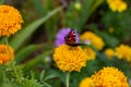 Bright butterfly inachis io perched on an orange flower marigold