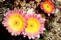 Close Up Aerial View Of Pink And Yellow Desert Flowers