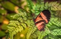 Black and red Heliconius butterfly resting on a green plant ferns