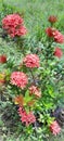 seen blooming lush ashoka flowers in the yard 02