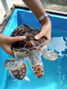 Green Turtle Chelonia Mydas being held in Human hands Royalty Free Stock Photo