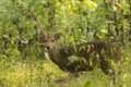 Indian Hog Deer, Hyelaphus porcinus, Thailand Royalty Free Stock Photo