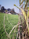 A seen of field sugar an and wheat and light