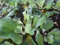 Pistia water plant in pond Royalty Free Stock Photo