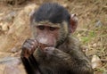 Baby Savannah Baboon chewing grass in Serengeti