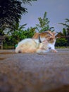 Seen two cute cats sleeping soundly in the yard Royalty Free Stock Photo