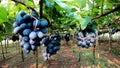 A up close a grape plantation at Brasil