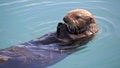 Sea otter eating a shellfish Royalty Free Stock Photo