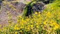 Seep monkey flower Mimulus guttatus blooming on the meadows of North Table Mountain Ecological Reserve, Oroville, California Royalty Free Stock Photo