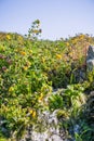 Seep monkey flower (Mimulus guttatus) blooming on the shores of a creek, North Table Mountain Ecological Reserve, Oroville,