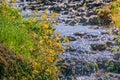 Seep monkey flower (Mimulus guttatus) blooming on the shores of a creek, North Table Mountain Ecological Reserve, Oroville, Royalty Free Stock Photo