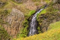 Seep monkey flower Mimulus guttatus on the hills of North Table Mountain, waterfall in the background, Oroville, California Royalty Free Stock Photo