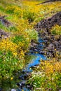 Seep monkey flower Mimulus guttatus and White meadow foam Limnanthes alba wildflowers blooming on the shores of a creek, North Royalty Free Stock Photo