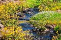 Seep monkey flower Mimulus guttatus and White meadowfoam Limnanthes alba wildflowers blooming on the shores of a creek, North Royalty Free Stock Photo