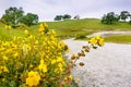 Seep monkey flowers Mimulus guttatus Royalty Free Stock Photo