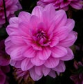 Water lily dahlia `Carlien`