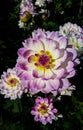 Water lily dahlia Sandia Melody