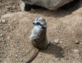 Seeting meerkat looks back. Royalty Free Stock Photo