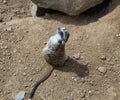 Seeting meerkat looks back. Suricat suricatta in Zoo. Royalty Free Stock Photo