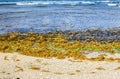 Seeweeds on Martins Bay beach on Barbados East Coast