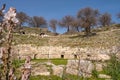 Wild flowers around neglected ancient Teos theatre with steps on the slopes of Acropolis from Roman Greek period Royalty Free Stock Photo