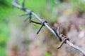 Segment of stretched old barbed wire closeup on blurred background Royalty Free Stock Photo