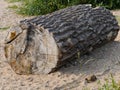 Segment of a tree trunk, as driftwood, stranded, partly with bark, torn wood, long lain in the water, blurred background and blurr Royalty Free Stock Photo