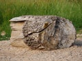 Segment of a tree trunk, as driftwood, stranded, partly with bark, torn wood, long lain in the water, blurred background