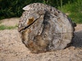 Segment of a tree trunk clearly visible cut surface, as driftwood, stranded, wood torn, has long lain in the water, blurred backgr