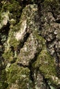 Birch rind pattern. Moss-grown trunk of aged birch tree. Close-up vertical picture