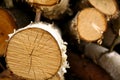 Segmented birch tree, background