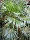 Segmented leaves of Thrinax radiata or Florida thatch palm tree Royalty Free Stock Photo
