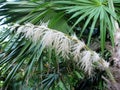 Segmented leaves and white flowers of Thrinax radiata or Florida thatch palm tree. Royalty Free Stock Photo